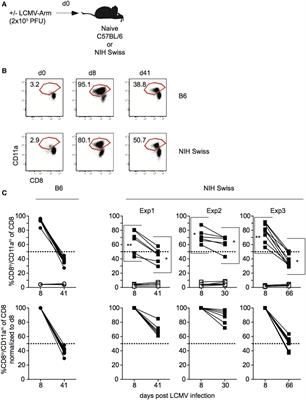 Revealing the Complexity in CD8 T Cell Responses to Infection in Inbred C57B/6 versus Outbred Swiss Mice